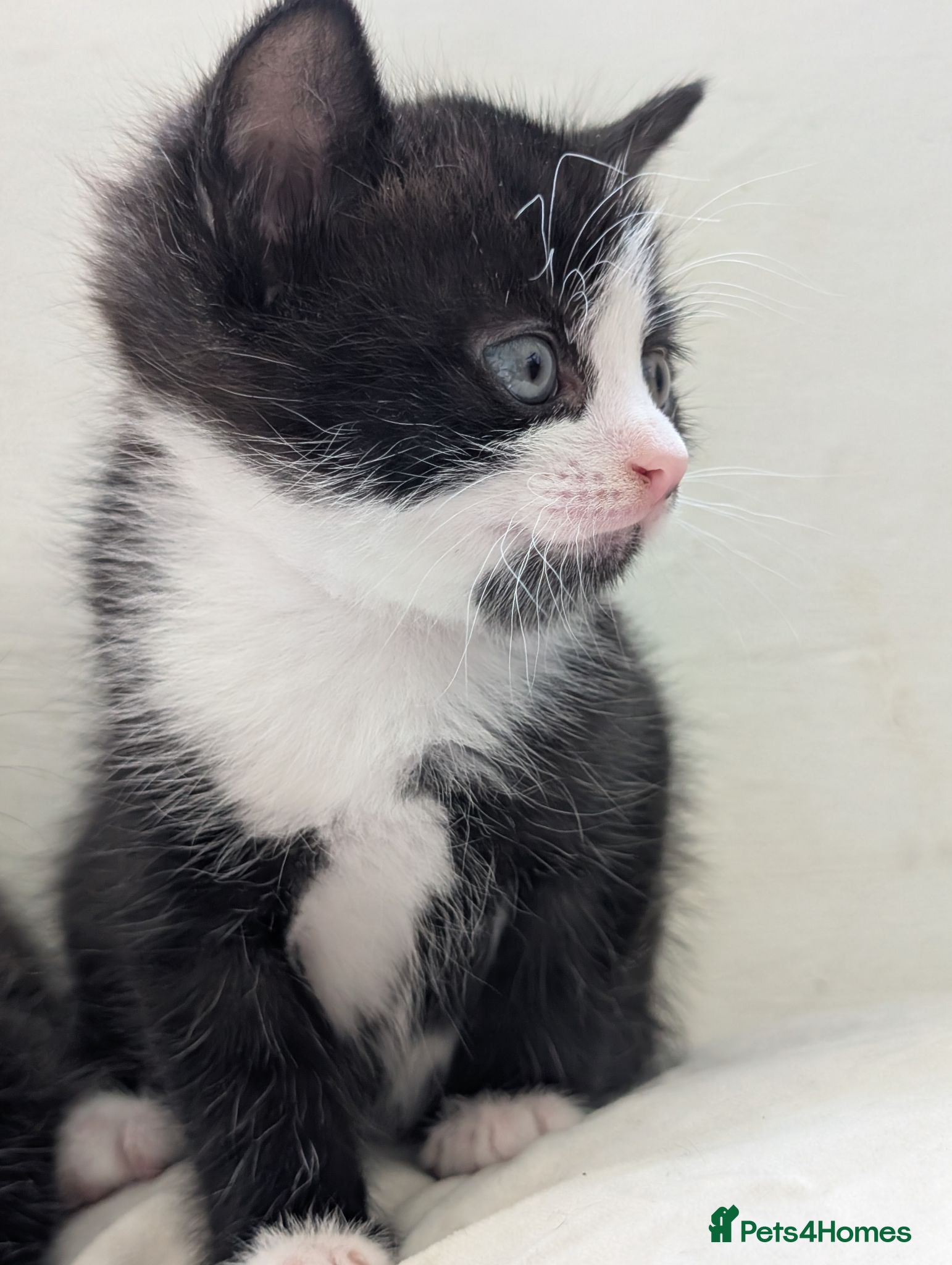 Mixed Breed cats Well-Socialised & Snuggly Kittens - Advert 3