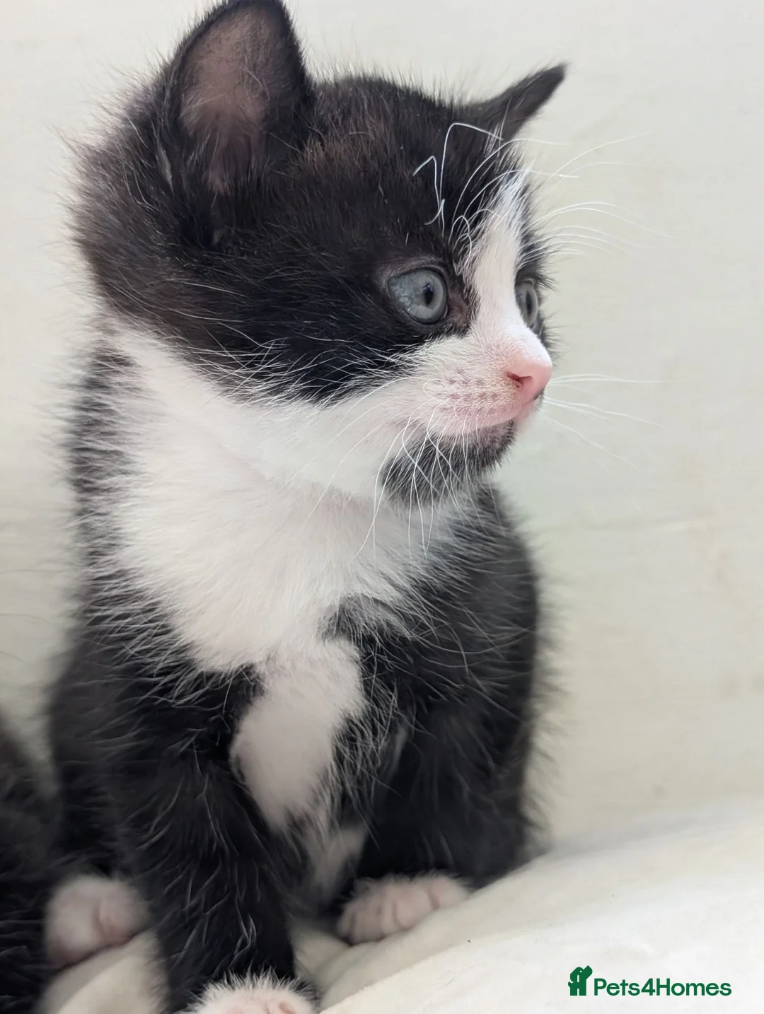 Mixed Breed cats for sale: Well-Socialised & Snuggly Kittens - Advert 2