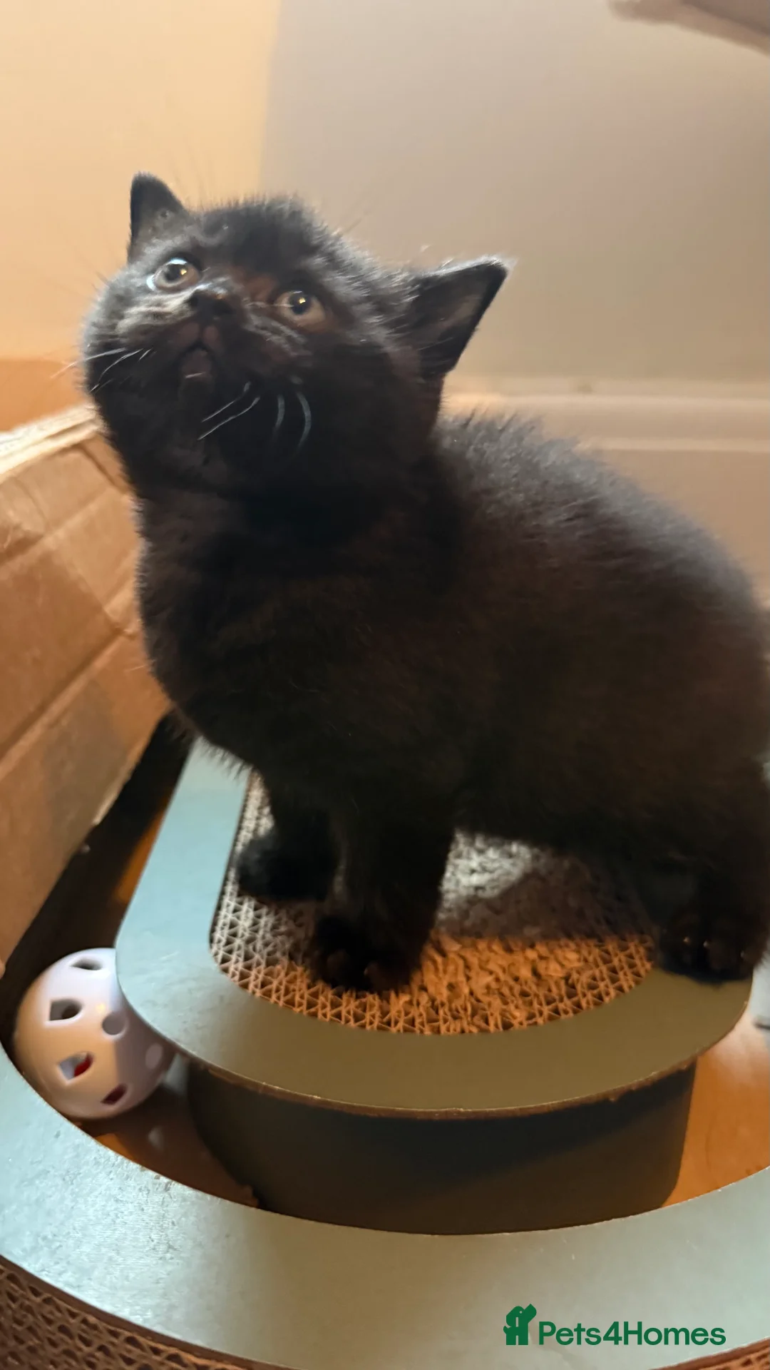 British Shorthair cats for sale: British shorthair Kittens - Advert 2