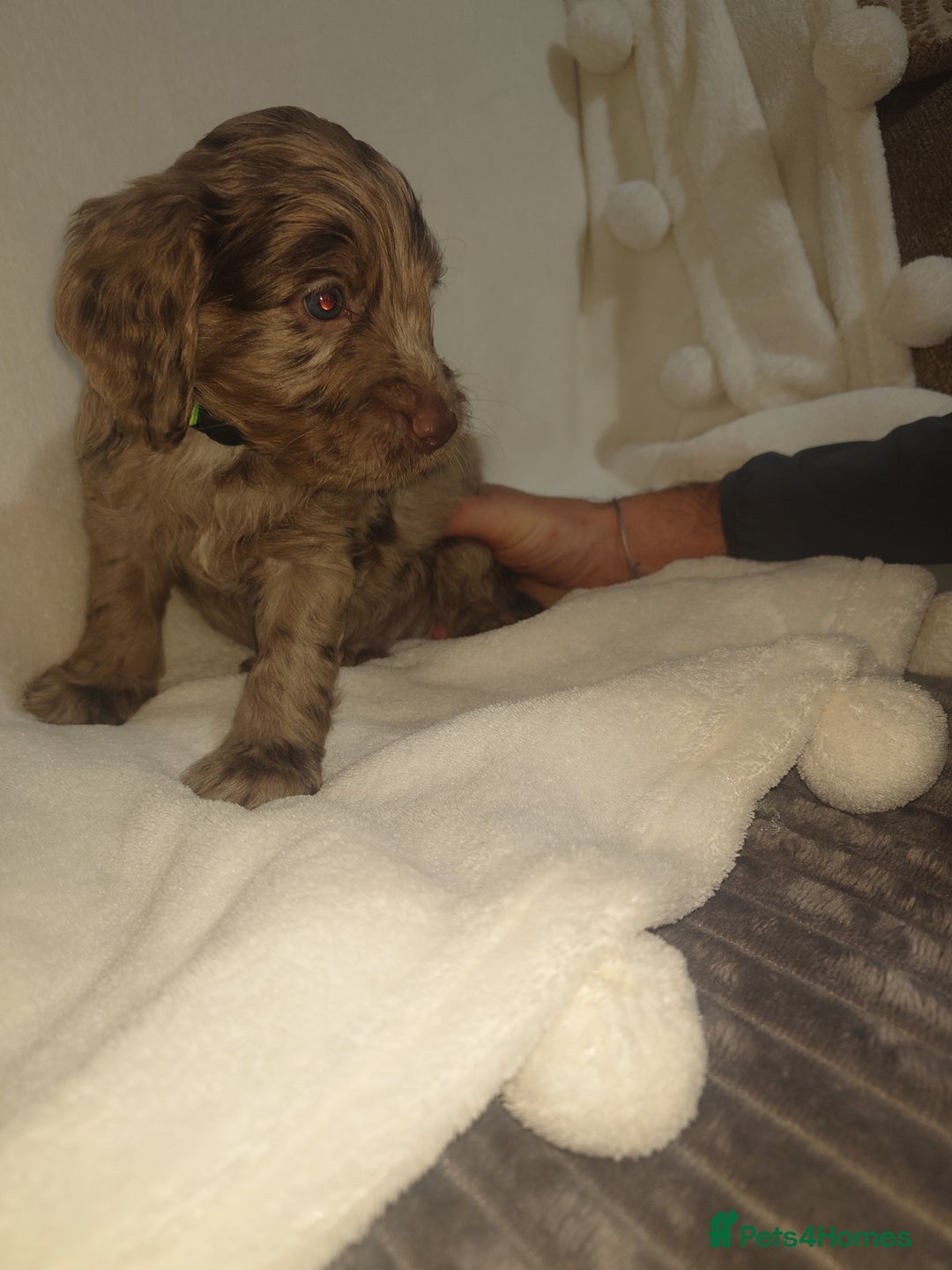 Cockapoo dogs for sale: Stunning cockerpoo pups - Image 3