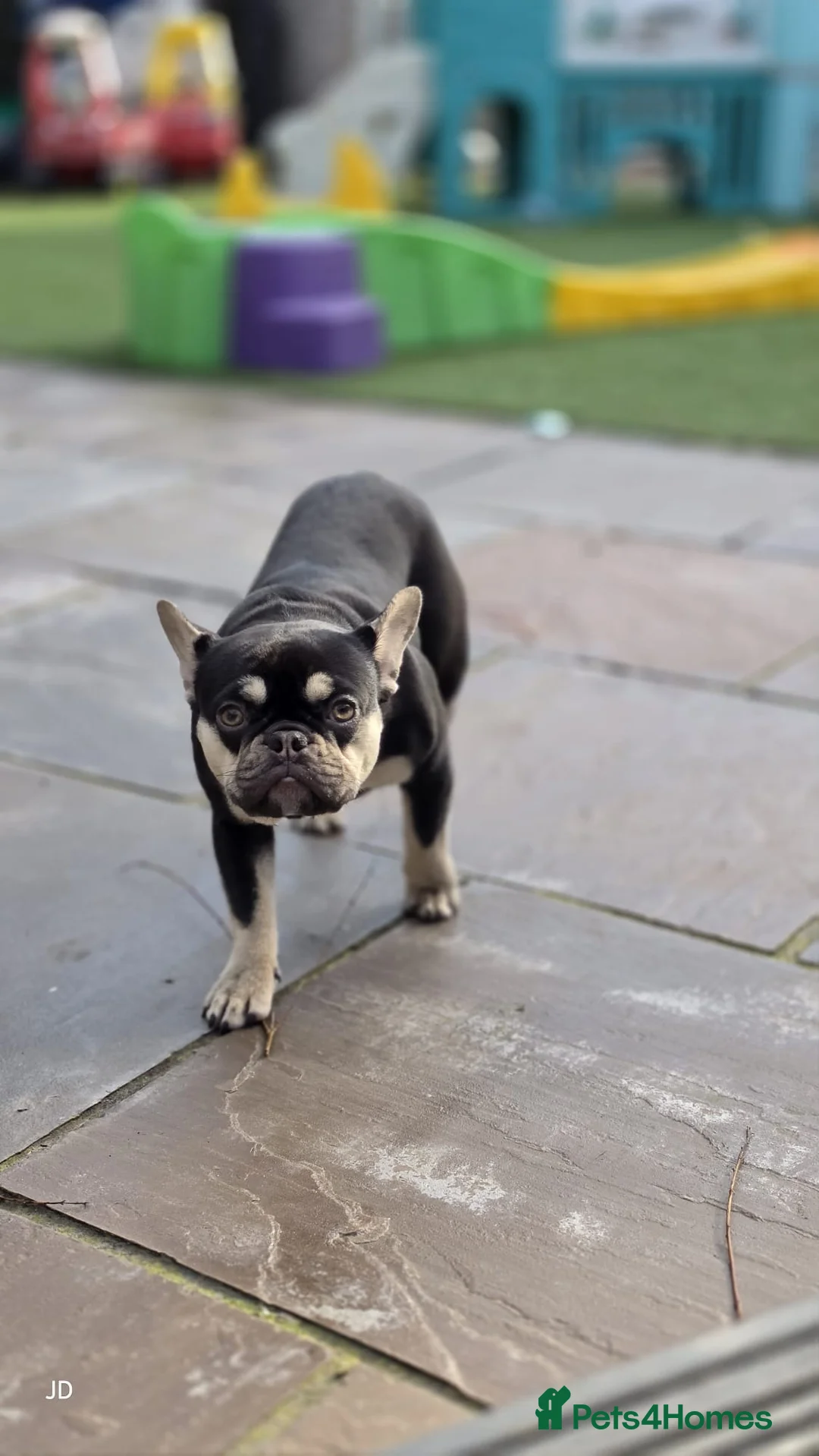 French Bulldog dogs for sale: Nova French Bulldog Loving Home in Halifax - Advert 2