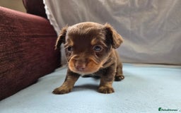 Mixed Breed dogs for sale: Beautiful Jack Russell x Chihuahua Puppies  - Image 17
