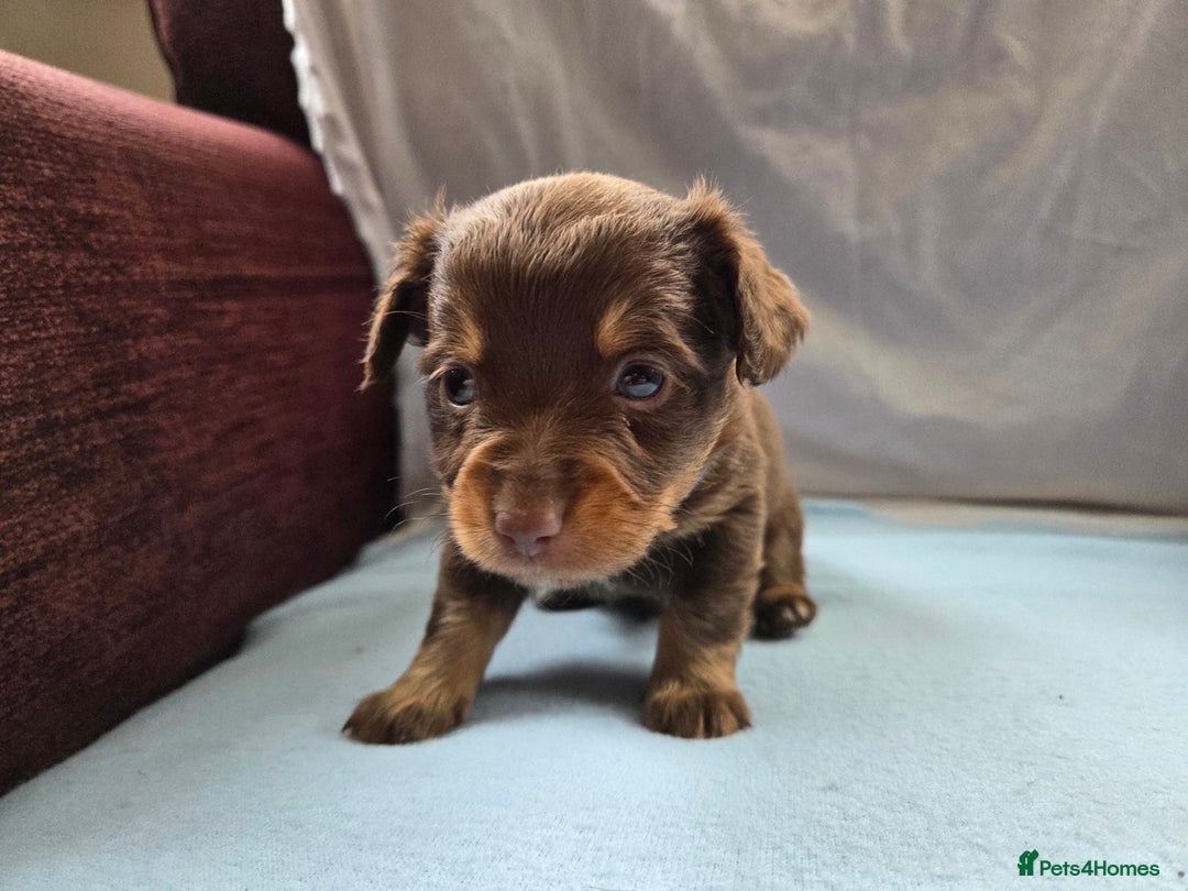Mixed Breed dogs for sale: Beautiful Jack Russell x Chihuahua Puppies  - Image 17