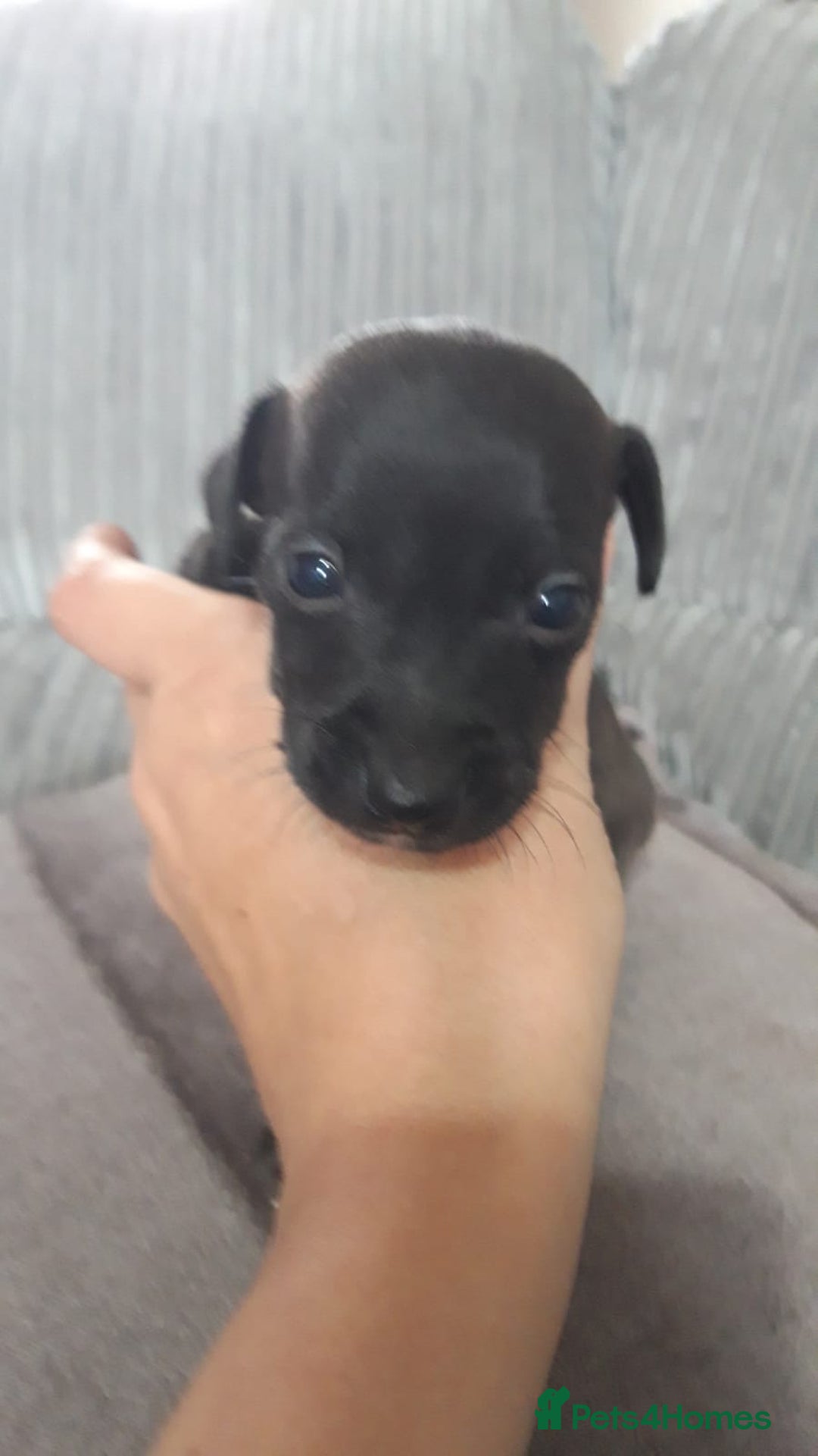 Patterjack dogs for sale: Paterjacks  - Image 2