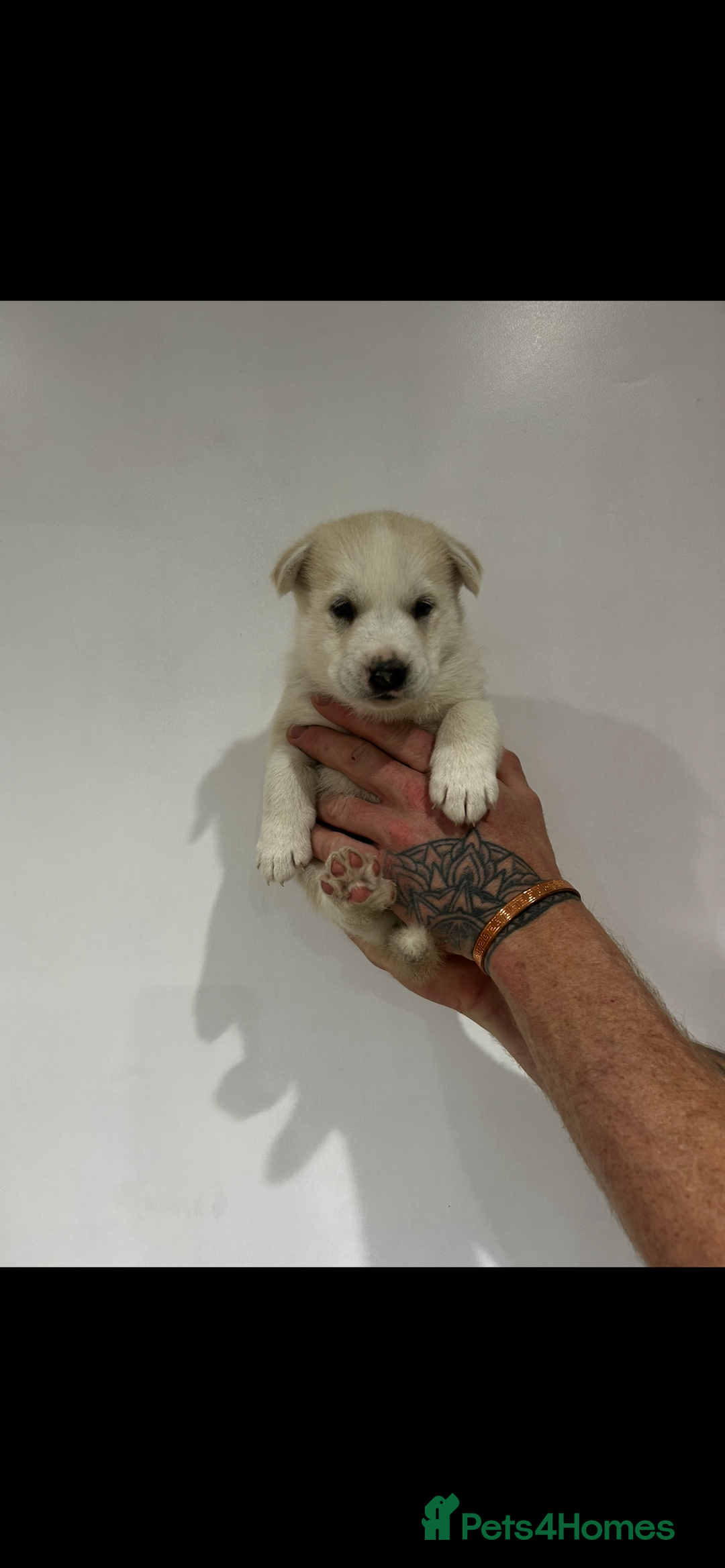 Siberian Husky dogs for sale: Husky pup  - Advert 4