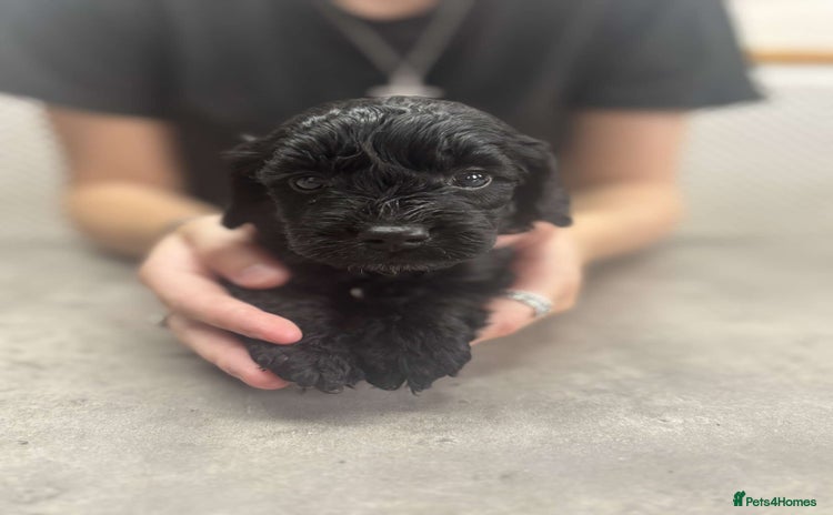 Cockapoo dogs - Advert 2