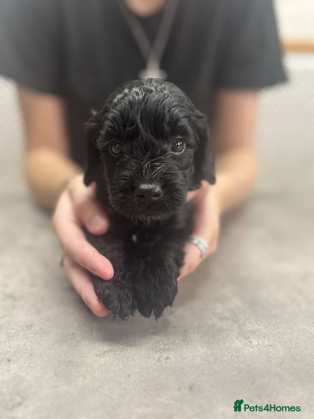Cockapoo dogs for sale: Stunning f1 Cockapoo puppies  - Image 1