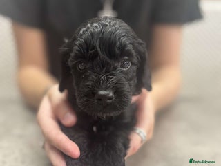 Cockapoo dogs - Advert 12