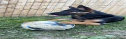 German Shepherd dogs for sale: German shepherd  - Advert 3