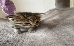 Egyptian Mau cats for sale: Egyptian mau kittens  - Image 16
