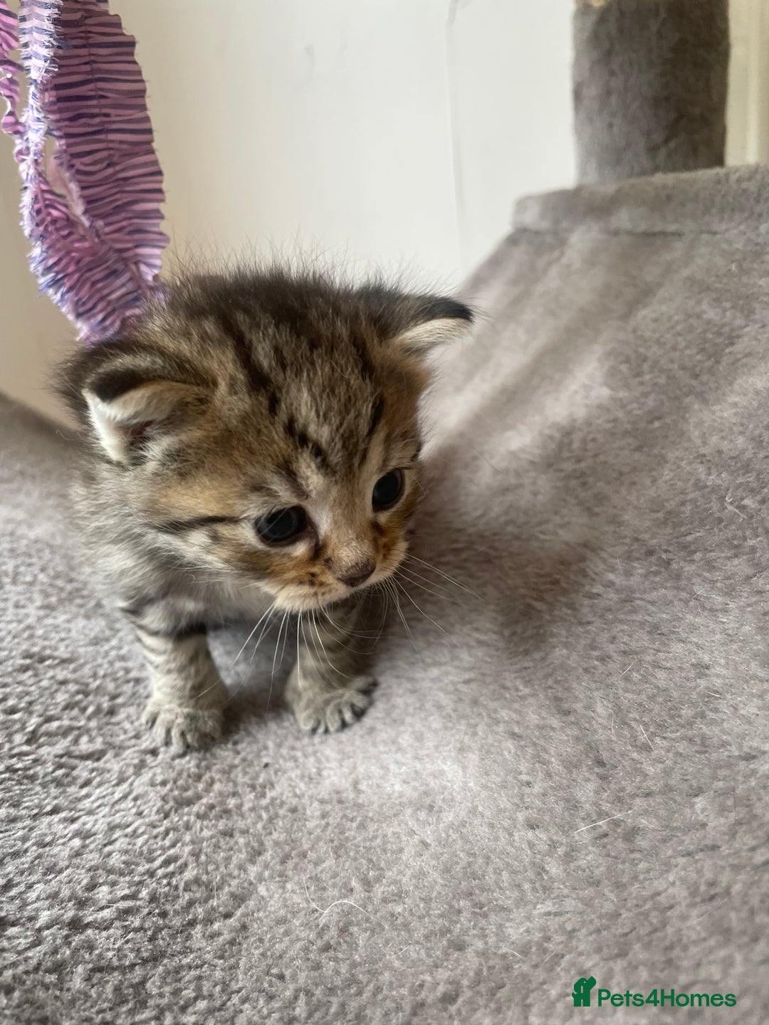 Egyptian Mau cats for sale: Egyptian mau kittens  - Image 16