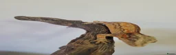 Gecko reptiles for sale: Gargoyle Gecko Stripe Red and Orange Yellow base  - Advert 9