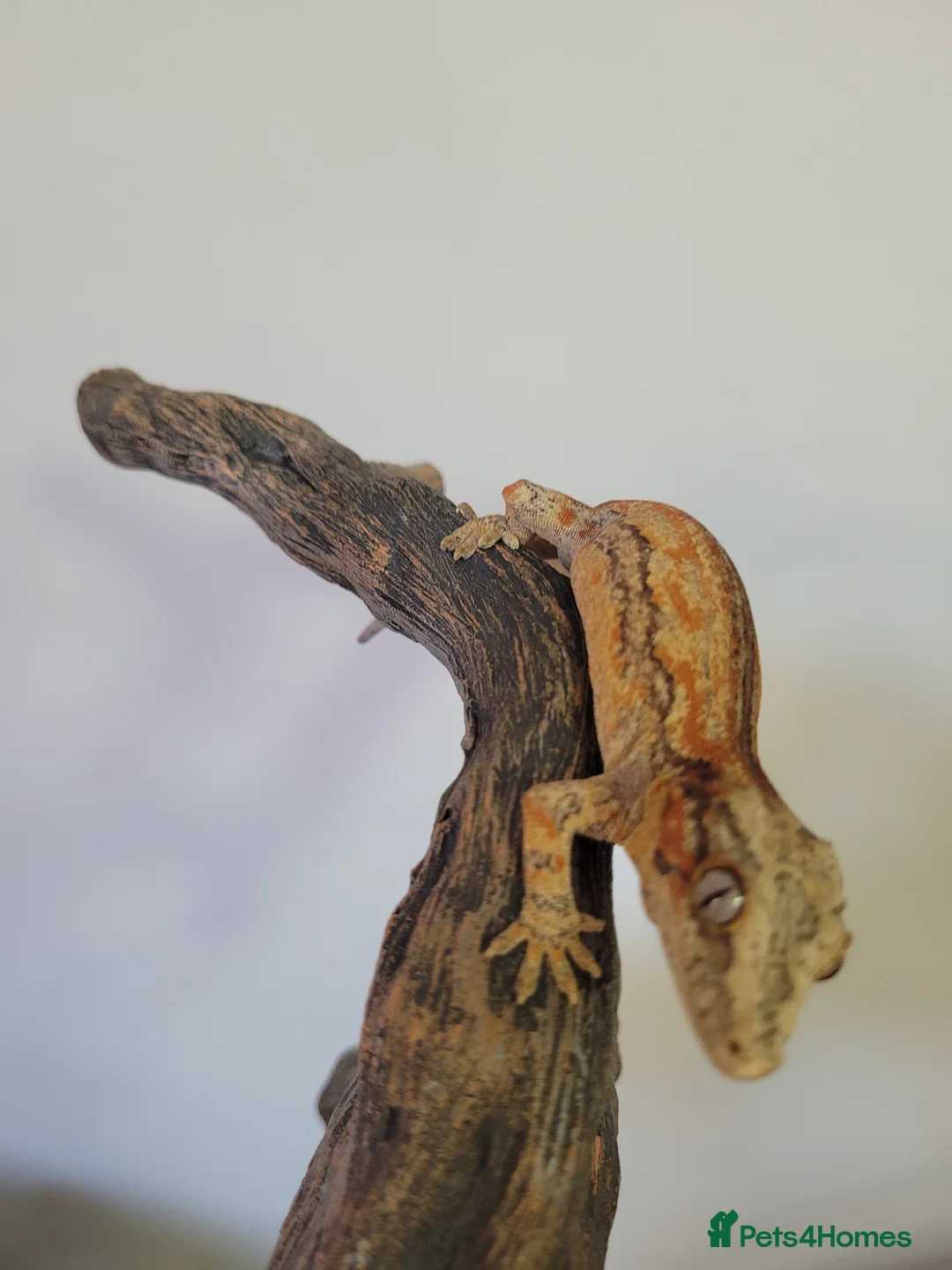 Gecko reptiles for sale: Gargoyle Gecko Stripe Red and Orange Yellow base  - Advert 9