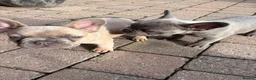 French Bulldog dogs for sale: Beautiful Girl French Bulldogs  - Advert 7