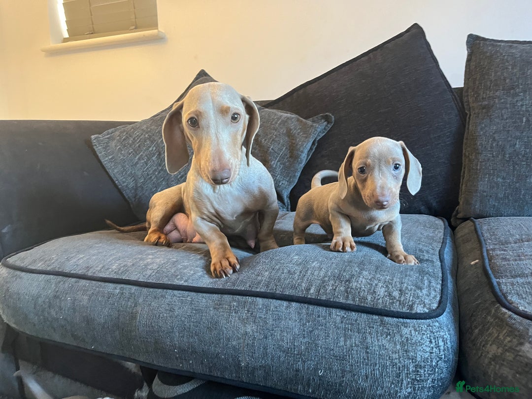 Dachshund dogs for sale: Beautiful Isabella pups exceptional quality  - Image 13