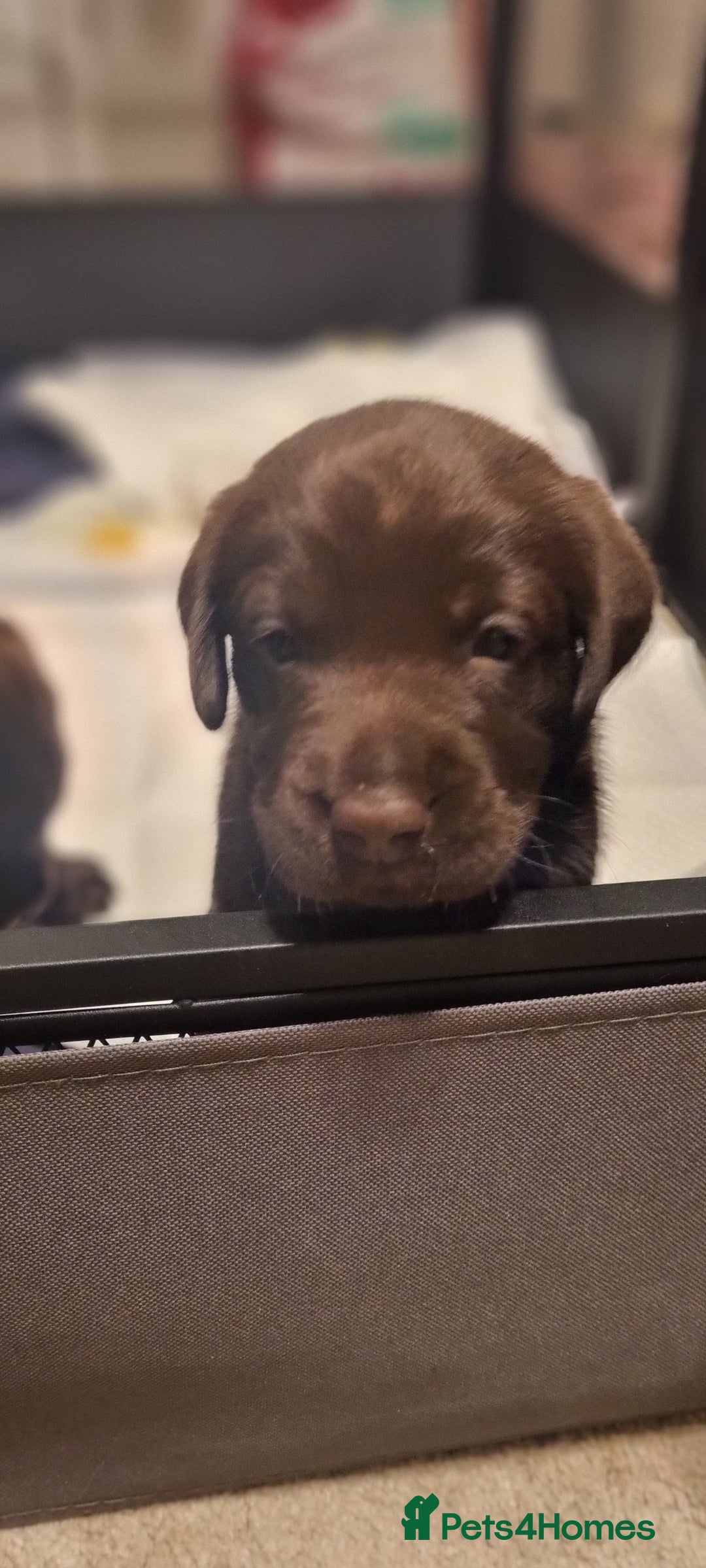 Labradoodle dogs for sale: Gorgeous labrodoodle puppies - Image 1