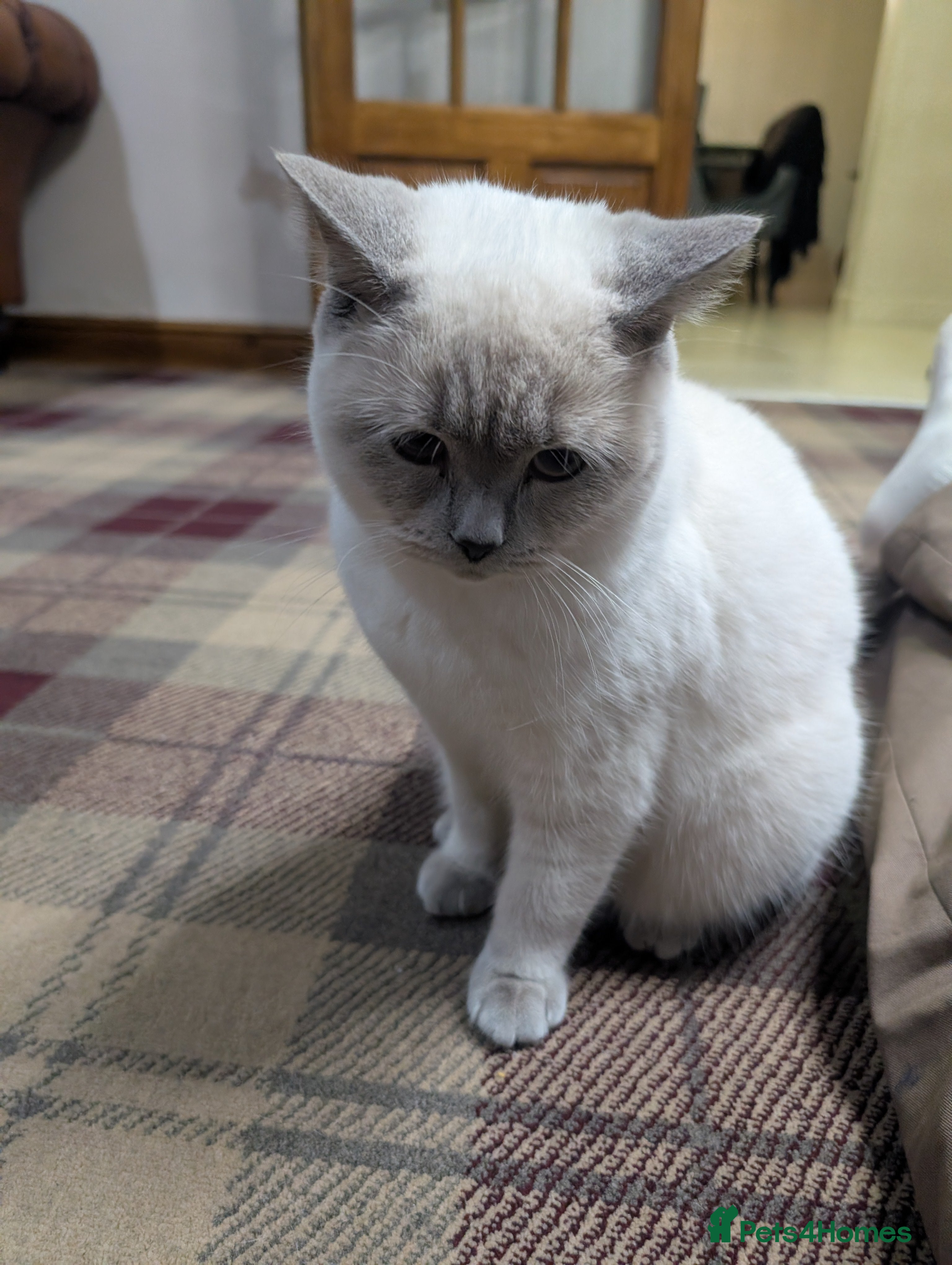 British Shorthair cats Male British shorthair white 10 months - Advert 5
