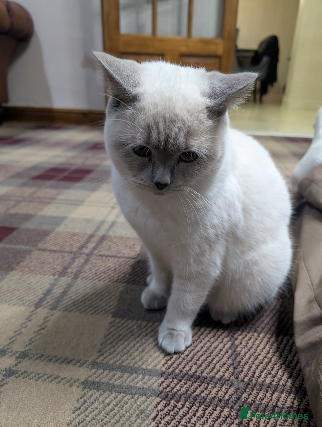 British Shorthair cats for sale: Male British shorthair white 10 months - Advert 1