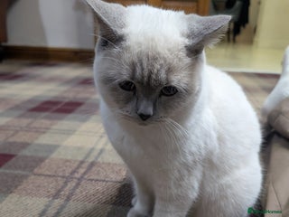 British Shorthair cats Male British shorthair white 10 months - Advert 6