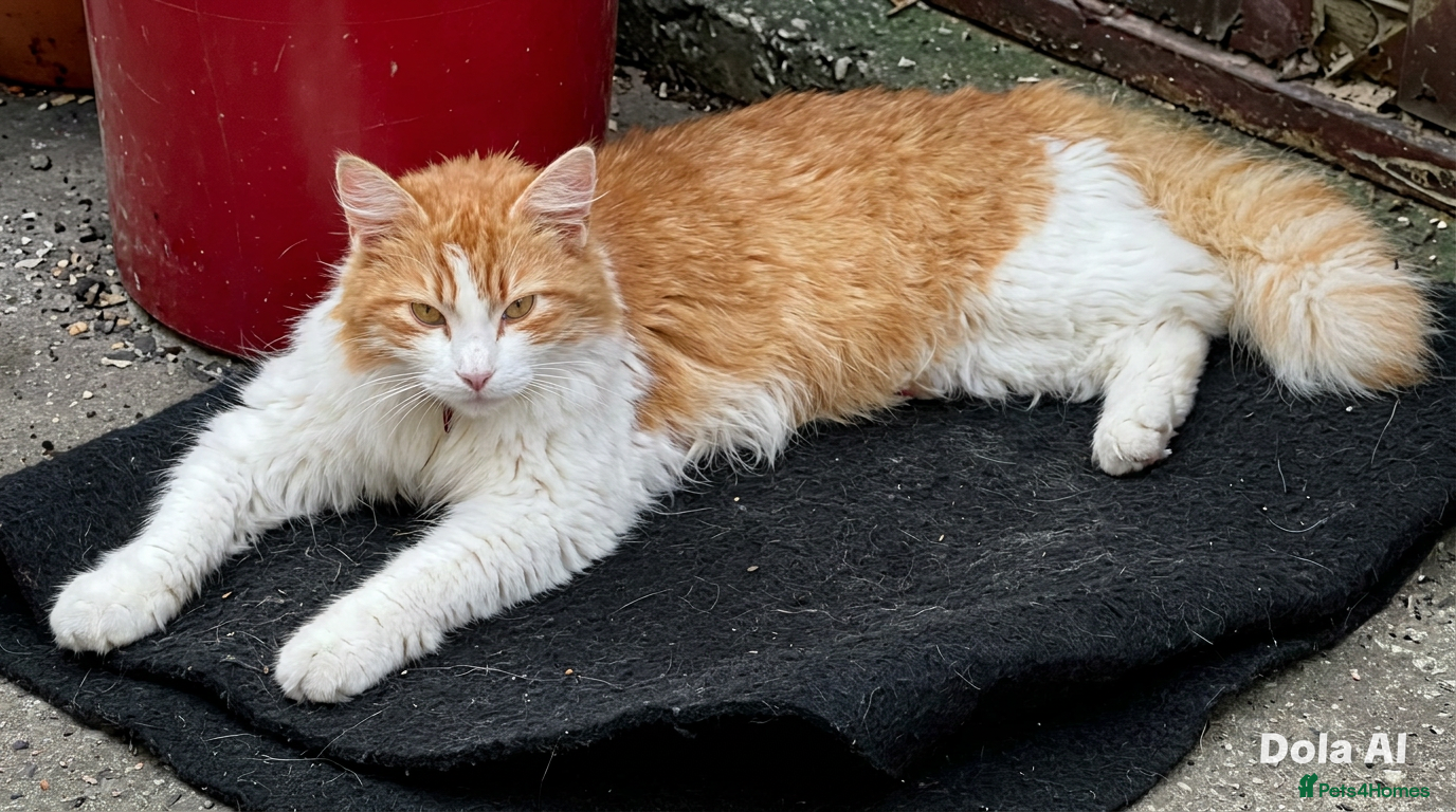 Norwegian Forest Cat cats for sale: Beautiful Norwegian Forest Kittens in Maidstone - Advert 1