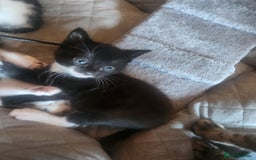Mixed Breed cats for sale: Beautiful baby's looking for their forever homes  - Image 3