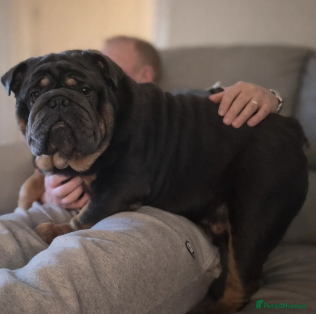 English Bulldog dogs for stud: KC Blue & Tan Bulldog for Stud - Advert 6