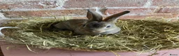 Rex rabbits for sale: Mini Rex Bucks  in Lincoln - Advert 7