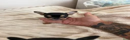 French Bulldog dogs for sale: 2 Boys frenchbulldogs in Doncaster - Advert 11