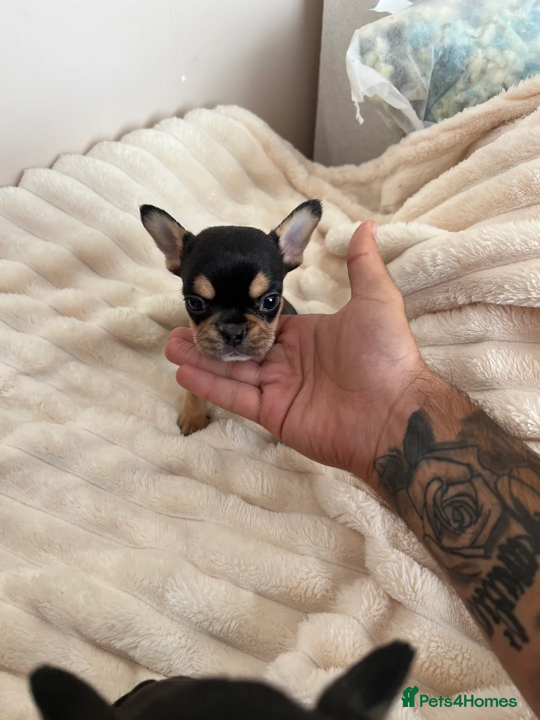 French Bulldog dogs for sale: 2 Boys frenchbulldogs in Doncaster - Advert 11