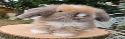 Angora rabbits for sale: Teddywidders ready to go now  - Advert 15