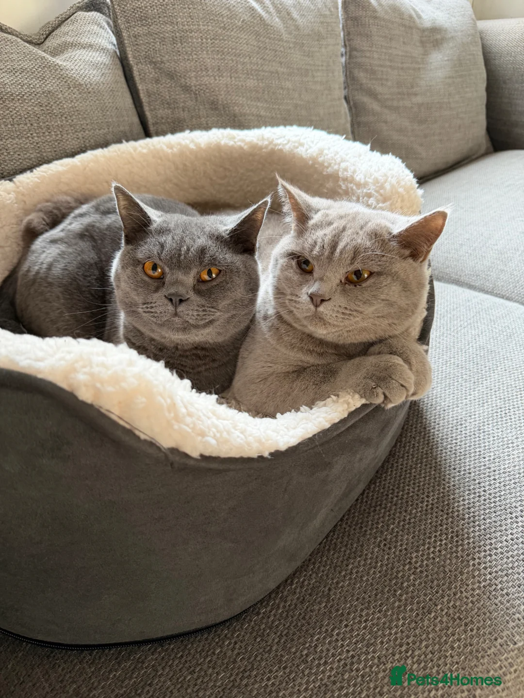 British Shorthair cats for sale: Brother and sister British Shorthair  - Advert 1