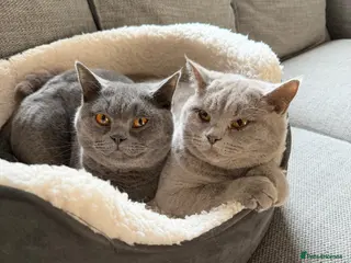 British Shorthair cats Brother and sister British Shorthair - Advert 1