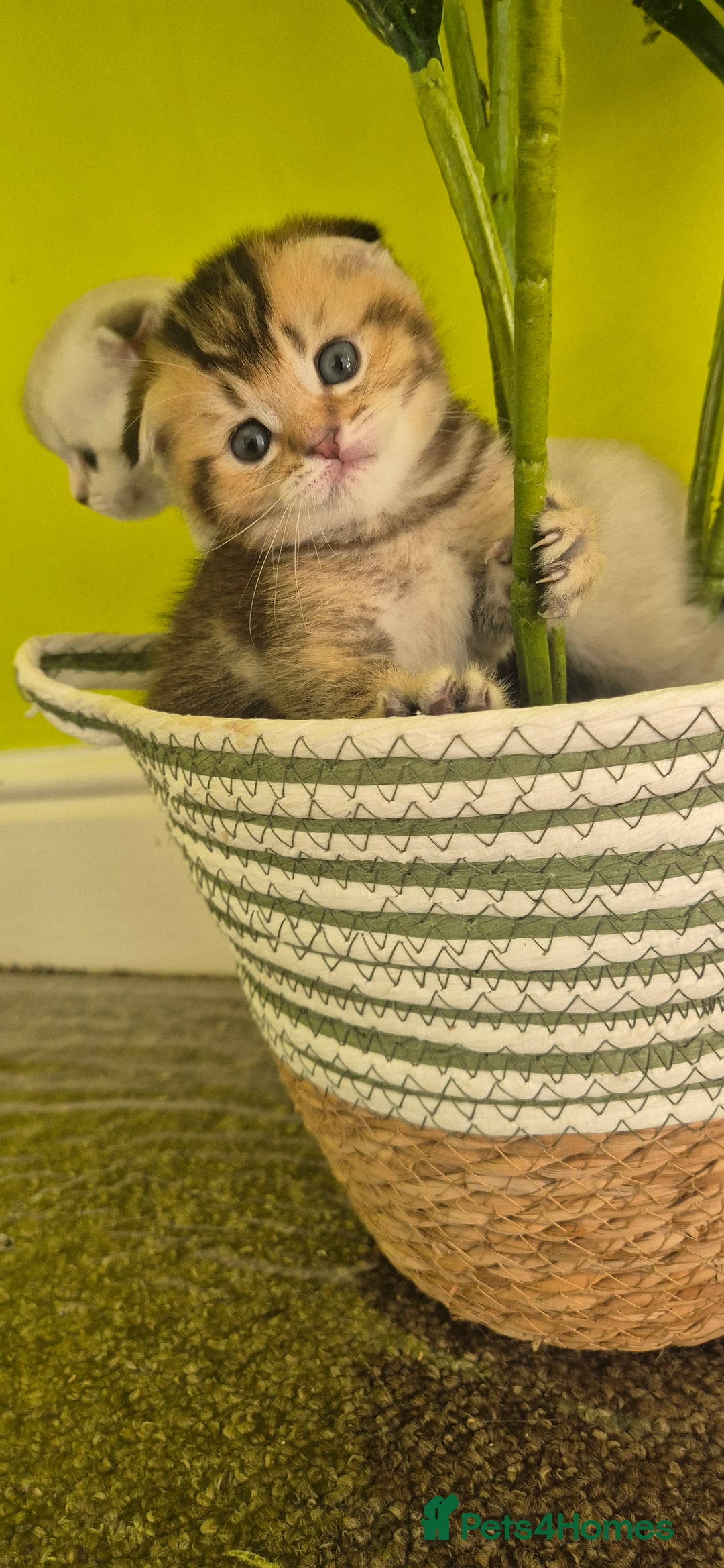 British Shorthair cats for sale: Beautiful Kittens for sale - Image 7