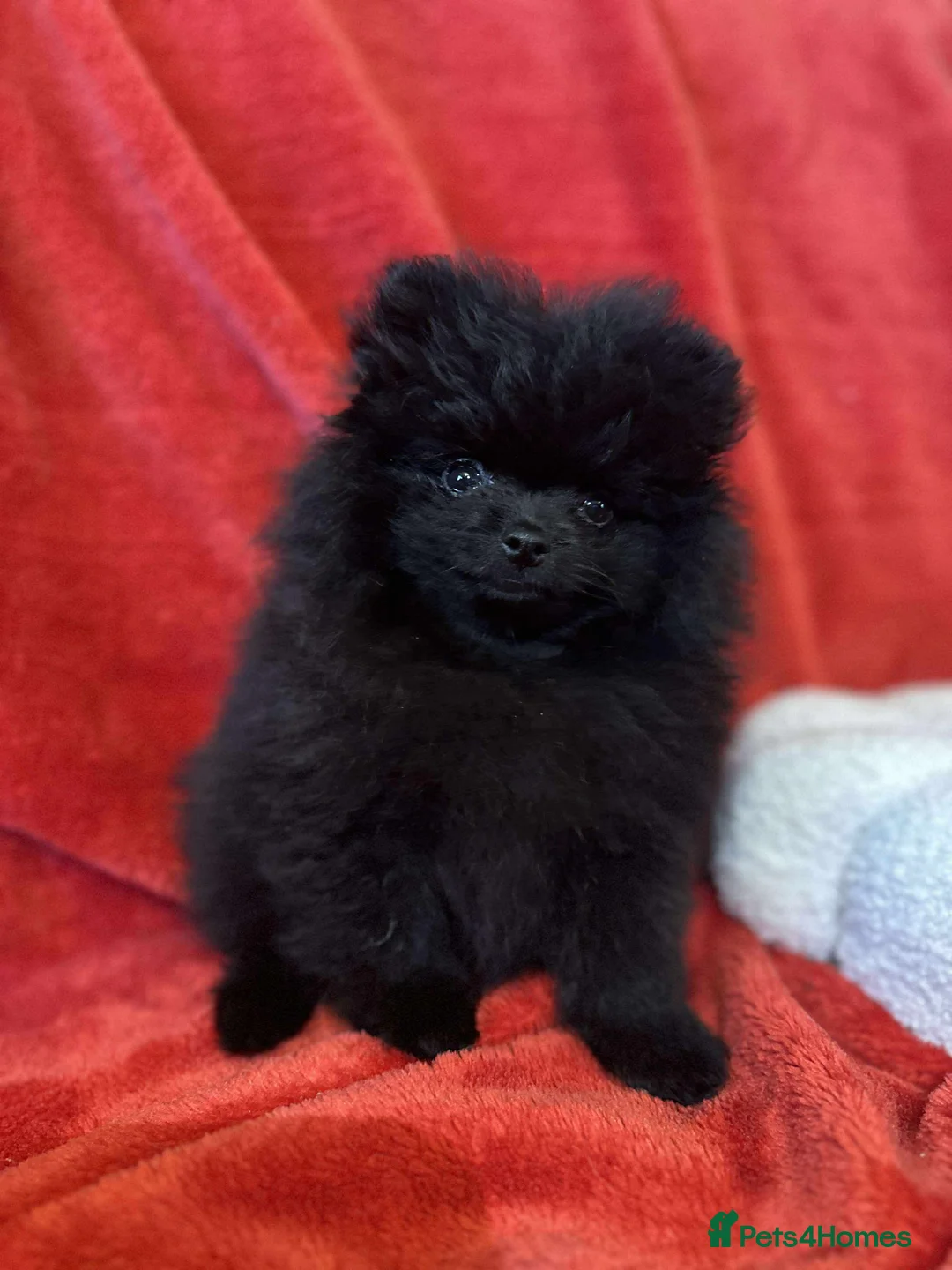 Pomeranian dogs for sale: Stunning KC reg Pomeranians 🌟REDUCED🌟 - Advert 22
