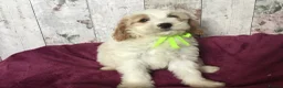 Cavapoo dogs for sale: Adorable Cockalierpoo pups ( so cute) - Advert 24