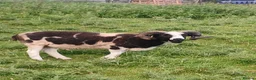 Sheep livestock for sale: Proven 2 year old Male Jacob Ram Tup - Advert 4