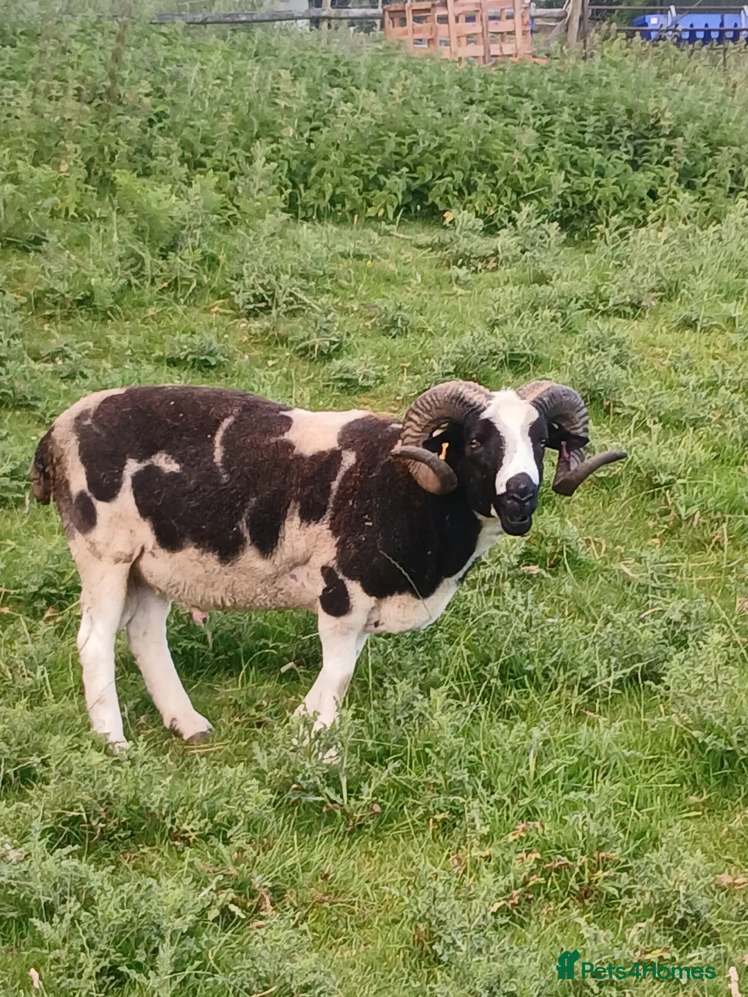 Sheep livestock for sale: Proven 2 year old Male Jacob Ram Tup - Advert 4
