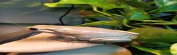 Frog reptiles for sale: Blue Eyed Whites Tree Frogs - Advert 9