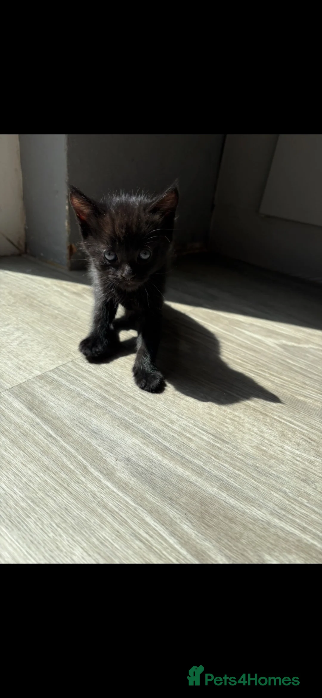 Mixed Breed cats for sale: Kittens for sale, Ready now £20 in Birmingham - Advert 2