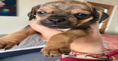 Mixed Breed dogs - Advert 13