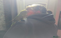 Ringnecks birds for sale: Semi tame ring neck - Image 2