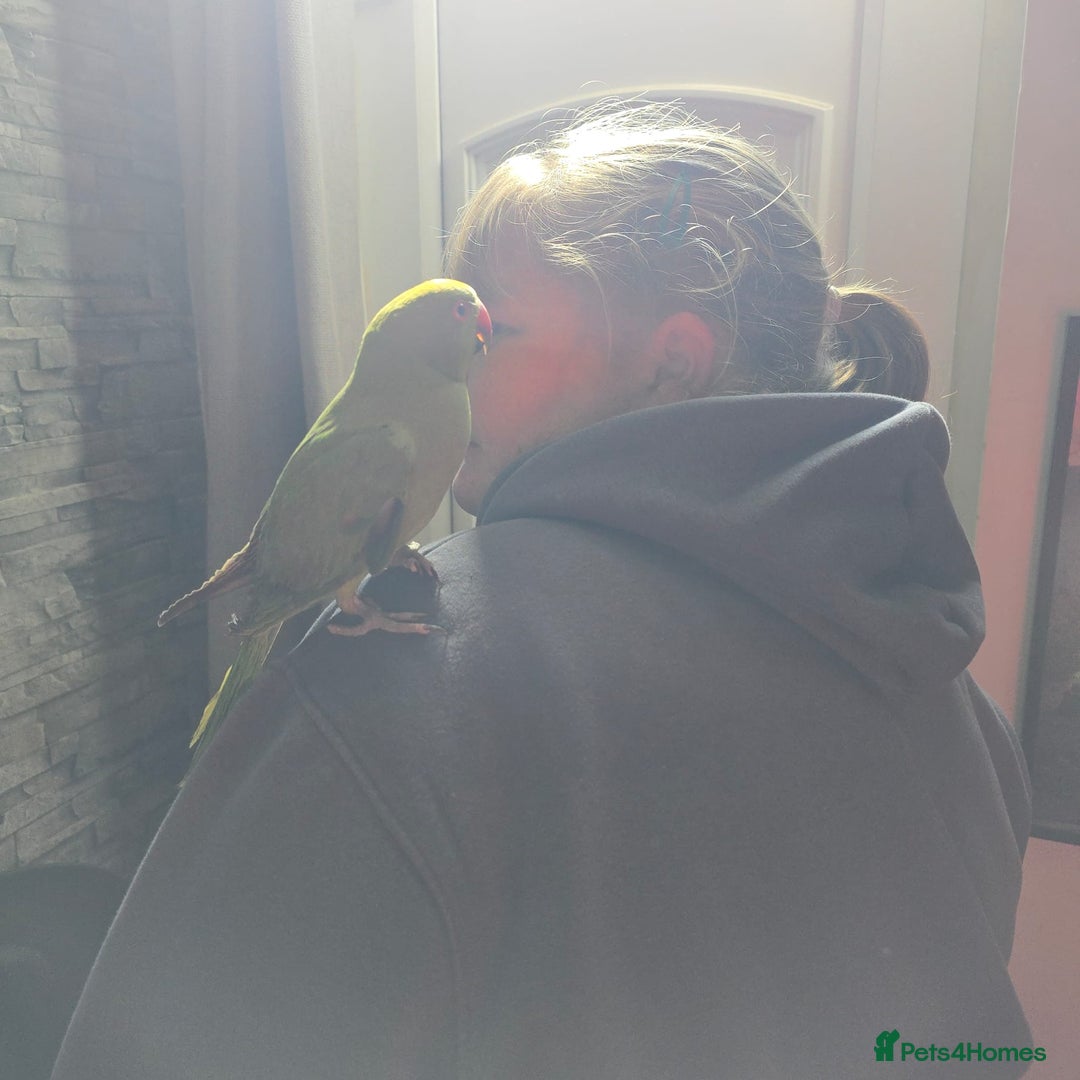 Ringnecks birds for sale: Semi tame ring neck - Image 2