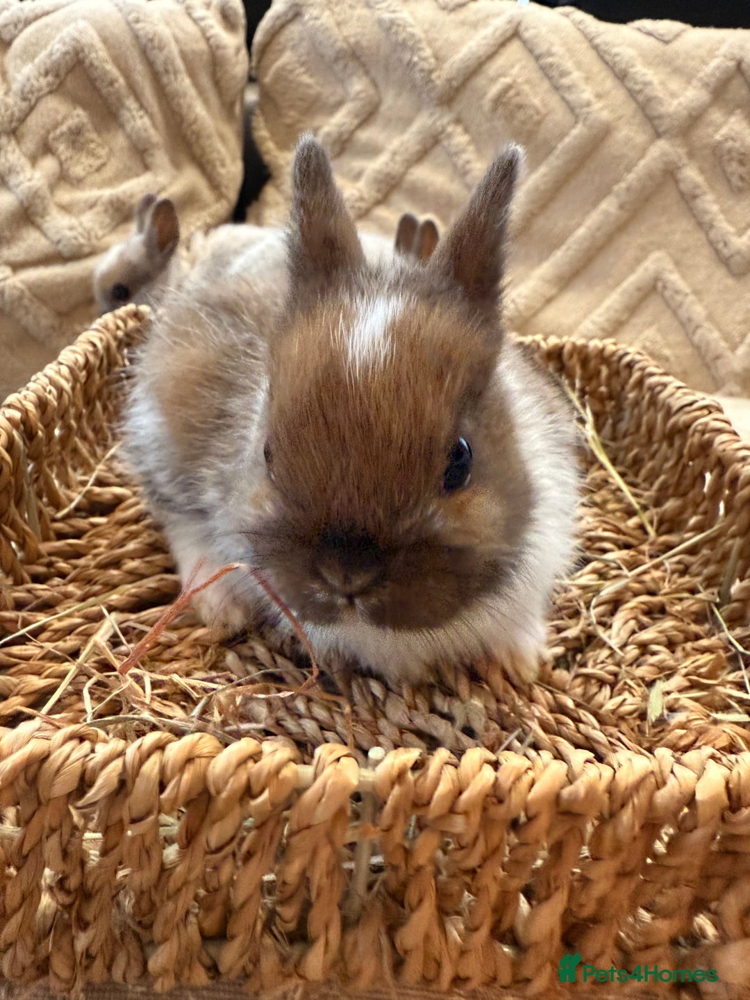 Netherland Dwarf rabbits for sale: 5 Adorable Netherland Dwarf Bunnies - Image 9