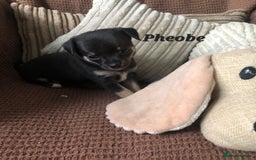 Chihuahua dogs for sale: Adorable black and tan chihuahua puppies  - Image 10