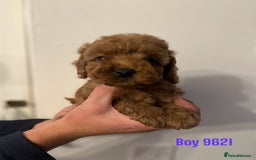 Cockapoo dogs for sale: DEEP RED COCKAPOOS READY NOW - Image 15