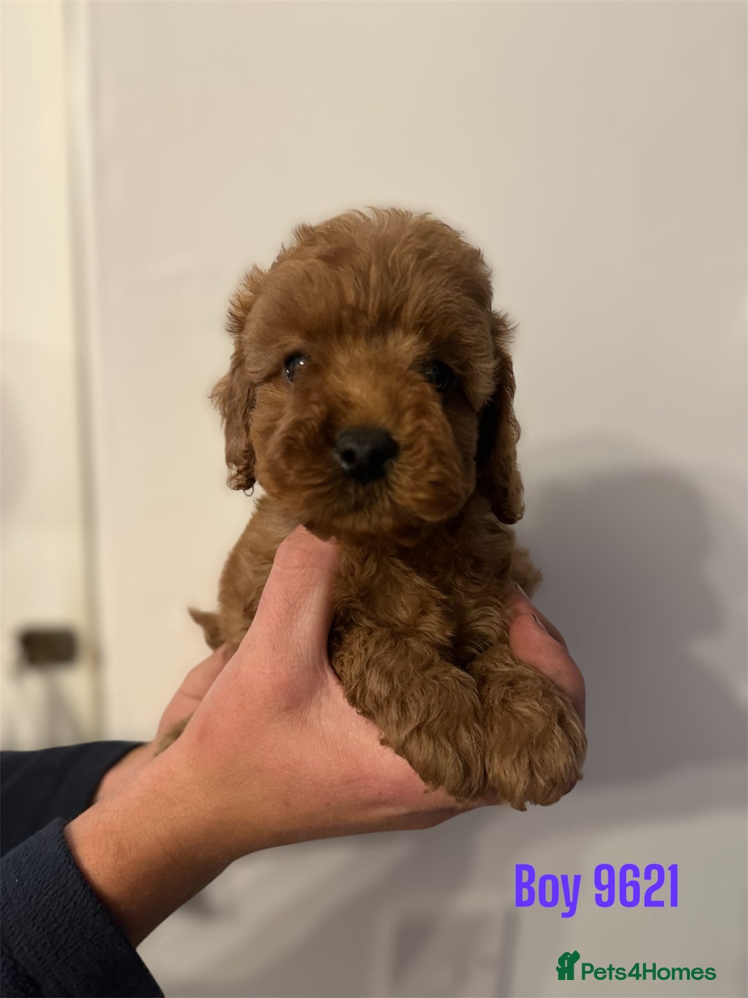 Cockapoo dogs for sale: DEEP RED COCKAPOOS READY NOW - Image 15
