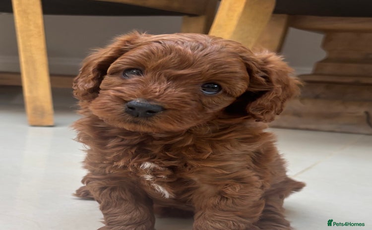 Cavapoo dogs - Advert 1