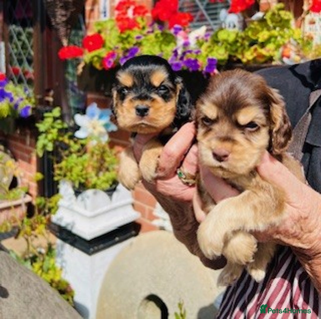 Cocker Spaniel dogs for sale: lyncham cocker spaniels - Image 4