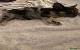 Chihuahua dogs for sale: Stunning pedigree Merle chihuahua pups  - Image 6