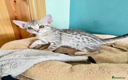 Ocicat cats for sale: Two delightful Blue Ocicat girls - Image 3